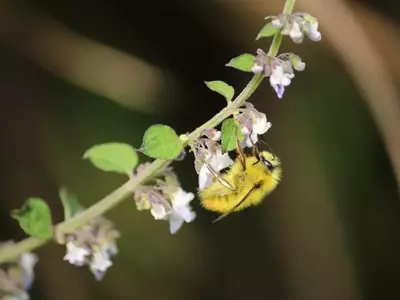 The Vital Role of Pollinators: Enhancing Human Health and Economic Stability