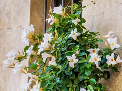 Jardines Resilientes: Flores que Desafían el Verano con Poca Agua y Mucho Sol
