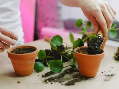 Dominando el Trasplante: Evita Errores Comunes y Revitaliza tus Plantas