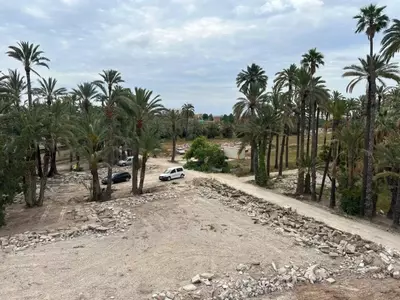 Elche Recupera Histórico Palmeral: El Hort del Gat Renace