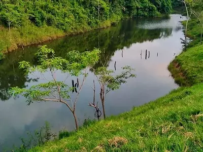 La Resiliencia de los Ecosistemas Forestales frente a los Desafíos Actuales