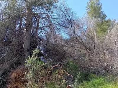 Gestión Forestal y Prevención de Incendios en el Parque Natural del Turia