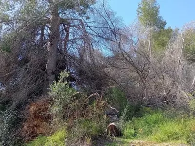 Operativo forestal en el Parque Natural del Turia: tala de pinos secos para la seguridad y conservación