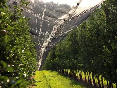 Optimización Agrícola: El Papel Esencial de las Mallas Protectoras en Cultivos Modernos
