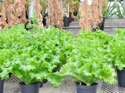 Guía Completa para el Cultivo Exitoso de Lechugas: Desde la Siembra hasta la Cosecha