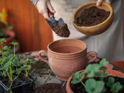 Revitalización del Sustrato en Macetas: Estrategias Sostenibles para un Jardín Floreciente