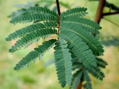 Árboles de bajo mantenimiento para un jardín impecable