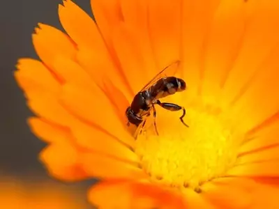 Cultivo Ecológico: Optimizando el Crecimiento del Pepino y la Protección Natural contra Plagas