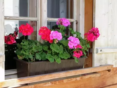 Secretos para un Verano de Geranios en Flor: Guía Completa de Cuidado