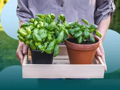 Cultivating Culinary Herbs: A Guide for Home Gardeners