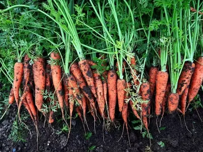 Secretos para el Cultivo Óptimo de Zanahorias: Compañeros Ideales y Enemigos del Huerto