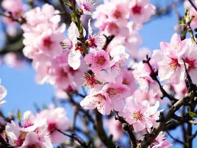 Árboles frutales de bajo coste y alta rentabilidad