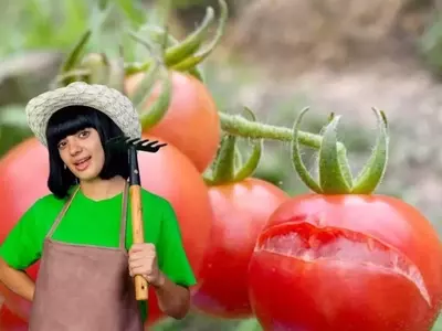 Prevención de Grietas en Tomates: Estrategias de Cultivo
