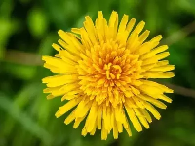 Soluciones Ecológicas para el Control de Malezas en Jardines y Huertos