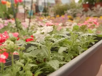 Guía Completa para Jardines en Terrazas y Balcones con Viento