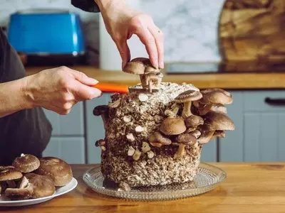 Cultivo de Hongos Comestibles en Entornos Domésticos: Una Guía Completa