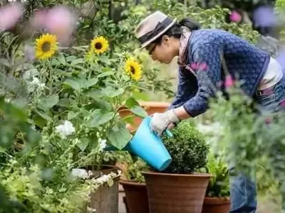 Olivo Dulce en Maceta: El Toque Aromático para Tu Balcón Urbano