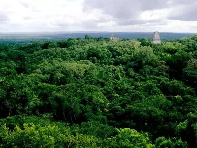 La infravaloración de los bosques y sus consecuencias ambientales