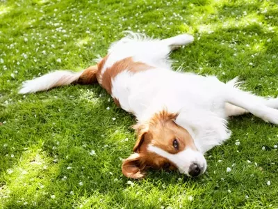 Plantas y Mascotas: Armonía Verde en el Hogar