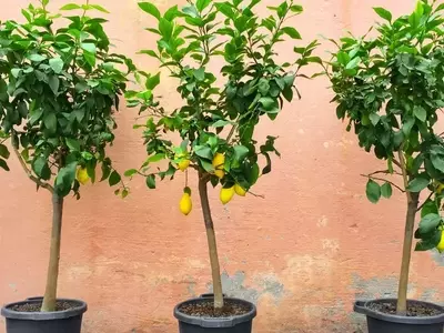 Guía Completa para el Cultivo de Árboles y Arbustos Perennes con Flores en Macetas: Transforma tu Patio en un Oasis