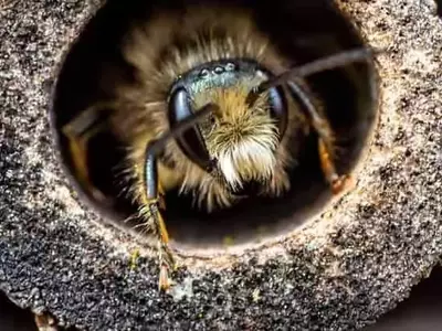 Mitos y realidades sobre los hoteles de insectos para abejas silvestres en entornos urbanos