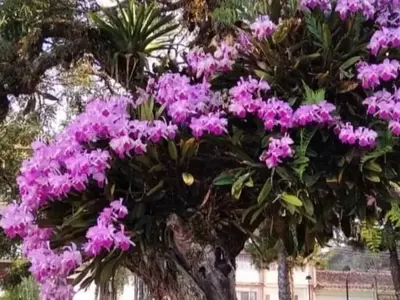 Día Nacional de la Orquídea: Celebración, Conservación y los Desafíos en Perú
