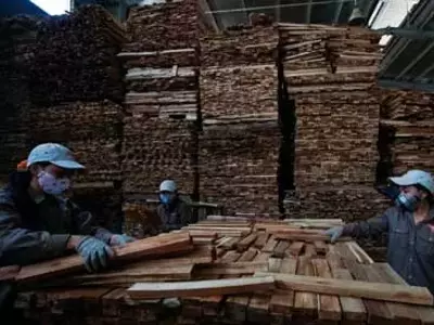 Innovación en la medición del empleo forestal global: Un estudio clave de FAO y OIT