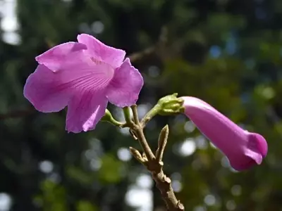 Descubriendo el Chicalá Rosado: Belleza Andina y Resiliencia Ecológica