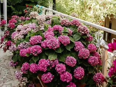 Jardinería de Sombra: Plantas que Prosperan sin Sol Directo