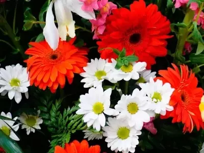 Descubriendo las Inflorescencias: La Arquitectura Floral Clave para la Reproducción Vegetal