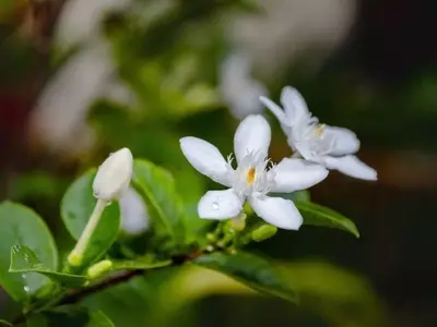 Crea un Oasis Aromático: La Guía Definitiva para Tu Jardín Olfativo