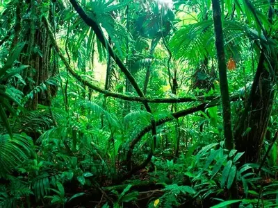 Créditos de Carbono y Protección Forestal: Un Análisis Crítico de la Deforestación