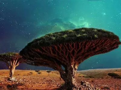 Descubriendo los Secretos del Drago Canario en Maceta: Una Guía Completa