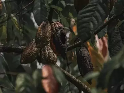 Avances en el Cultivo de Cacao Amazónico: Resistencia a la Escoba de Bruja y Optimización del Rendimiento
