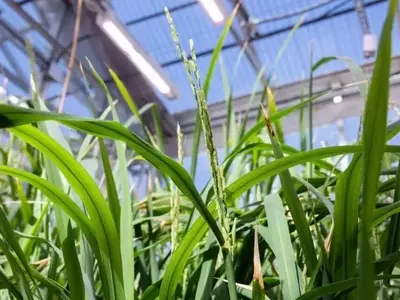 Plantas de arroz: ¿un ingenioso sistema de defensa contra larvas de Spodoptera frugiperda?