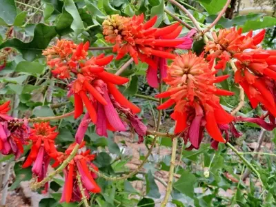 Erythrina rubrinervia: Una Guía Completa de Cuidado y Características de Este Árbol Ornamental y Ecológico