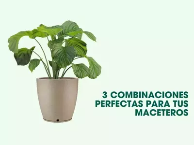 Diseño en Tres Niveles: Crea un Ambiente Selva Exuberante en tu Hogar
