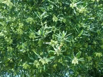 Granada bajo alerta extrema: El polen de olivo, gramíneas y parietaria dispara las alergias respiratorias