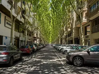 Elche: Renovación Urbana Verde con la Plantación de 200 Árboles