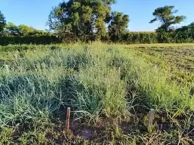 Karai INTA: Forraje Innovador para Suelos Desafiantes