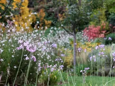 Diseño de Jardines Sostenibles con Grava: Una Solución Ecológica y Económica