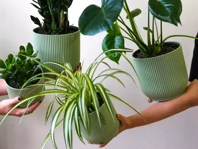 Plantas Absorbentes de Humedad: La Solución Natural para un Baño Libre de Moho