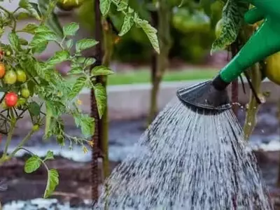 Cultivo de Tomates: Guía Completa para Elegir el Mejor Sistema Según tu Espacio