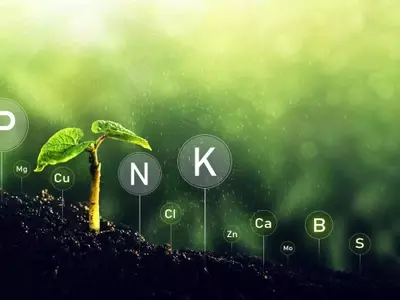 Biofertilizantes: Optimizando la Nutrición con Nitrógeno en la Agricultura Sustentable