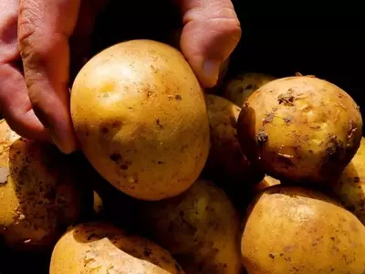 Cultivo de patatas en entornos urbanos: optimizando espacios pequeños