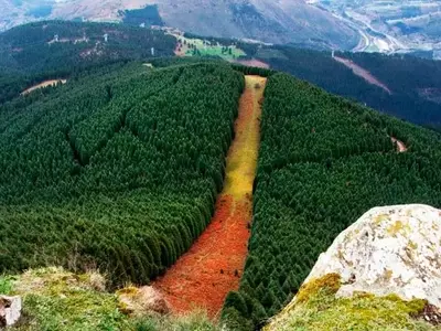 La Importancia Estratégica de las Cortinas Cortafuegos en la Gestión Forestal