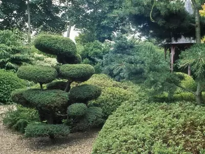 El Arte Milenario del Niwaki: Esculpiendo la Naturaleza en tu Jardín