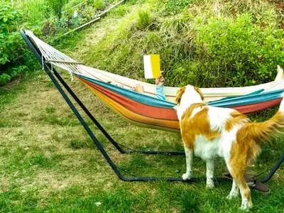 Summer Reading: Dog-Themed Books for All Ages