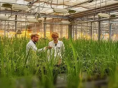 El hongo del arroz: un engaño molecular que amenaza la seguridad alimentaria mundial