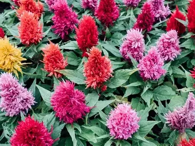 Celosía: La Flor Flamígera que Embellece tu Jardín Bajo el Sol del Verano